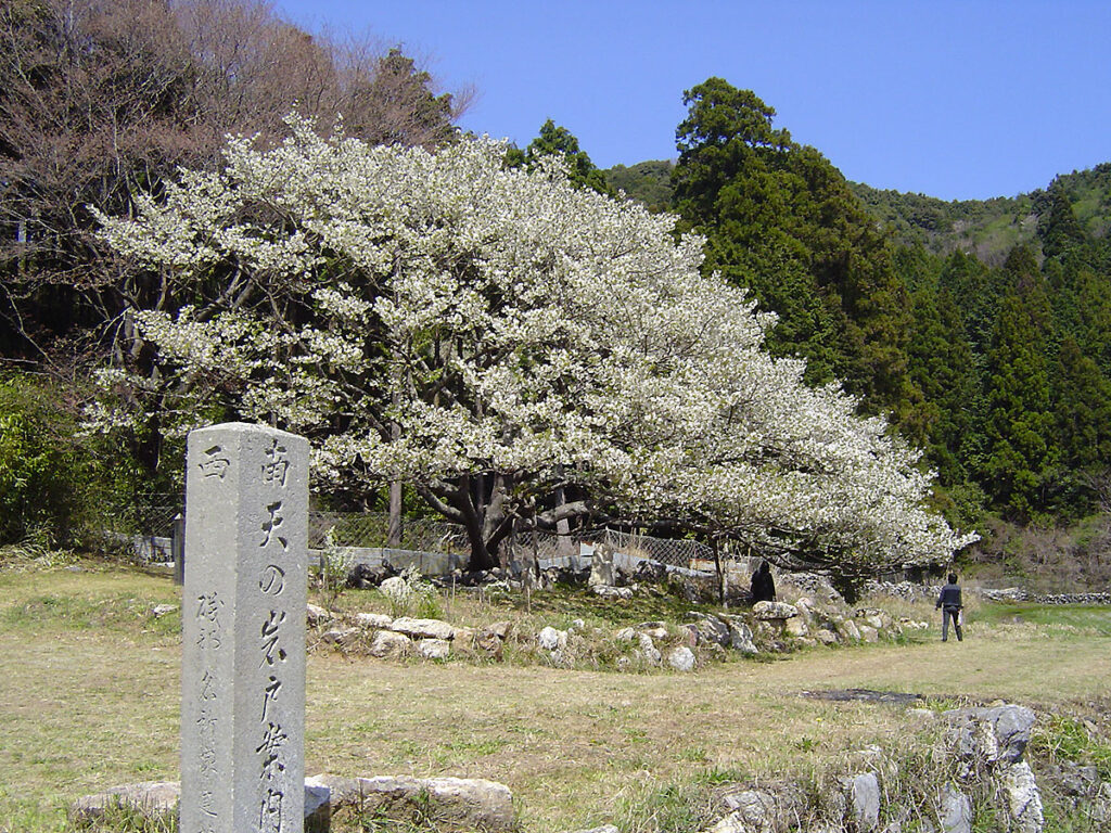 3月下旬 志摩磯部／ 桜咲く天岩戸で茶屋開き